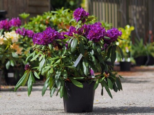 Rhododendron Medium